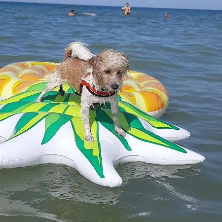 Pet Family Camping Cortina